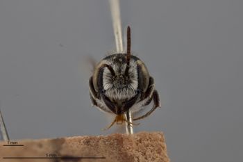 Media type: image;   Entomology 788762 Aspect: head frontal view